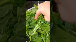 Download lagu malabar spinach, poi sag #ForAFortnightChallenge  brought to you by YouTube Shorts #viral #trending mp3