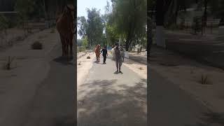 preview picture of video 'Sheikhupura Zuljanah Sardar Qalandar'