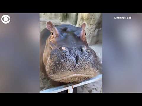 Fiona the hippo runs away from bubbles