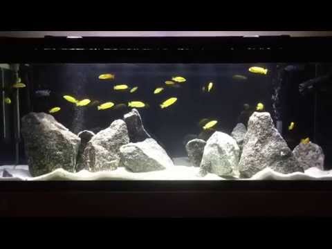 New Lake Malawi Mbuna Fish Tank | How to aquascape Mbuna tank | Tips on Rockscape | African Cichlids