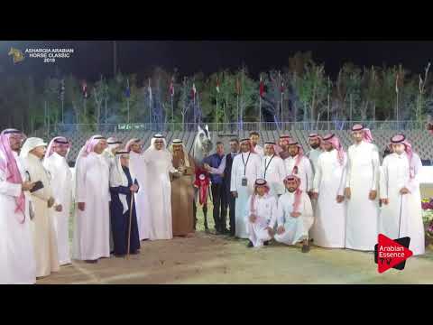 N.259 HF SANTIAGO DE MAGNIFIQUE - SILVER - Stallions Championship