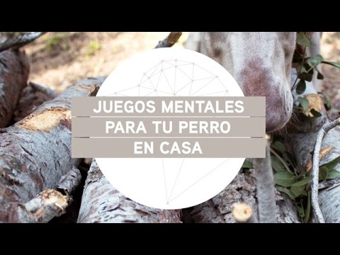 Entrenamiento para perros que tienen que mantener reposo
