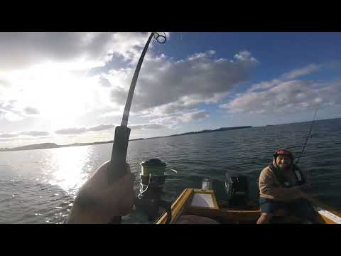 Daiwa free swimmers vs BAY OF ISLANDS winter reds!!!!