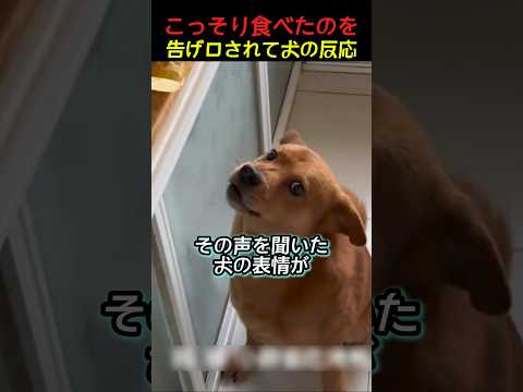 食べ物をこっそり食べたことを男に告げ口されて犬が見せた反応