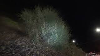 cinghiali-in-villa-ad-ariano-situazione-fuori-controllo