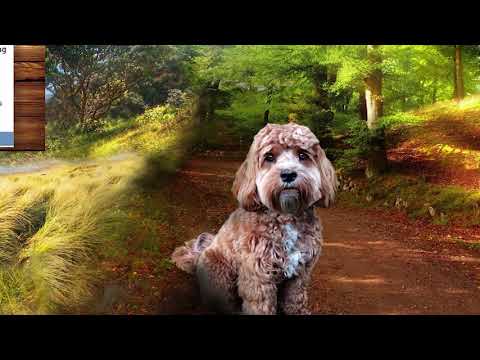 Walk and Wag Dog Walking and Pet Sitting Service video.