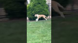 Video preview image #1 Parson Russell Terrier-Poodle (Miniature) Mix Puppy For Sale in Cookeville, TN, USA