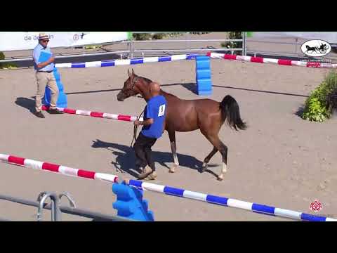 N 8 HAPPYROX FAST   Finale Nationale des Concours d'Elevage   Vichy 2022   Yearling Colts and Geldin