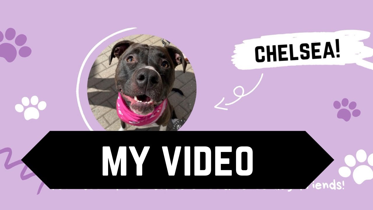 Enlarge Chelsea, a Adoptable mixed breed in Washington, DC video 6/6