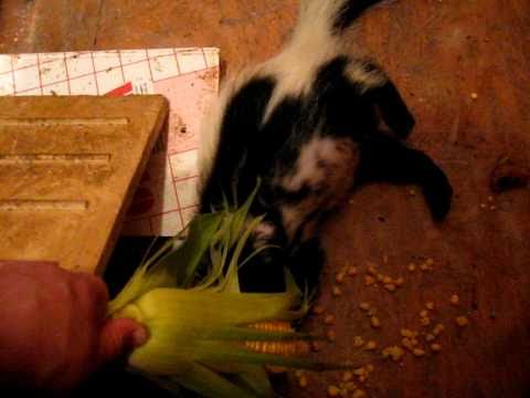 Skunk Stinktier Pepe & der Maiskolben...Folge 3