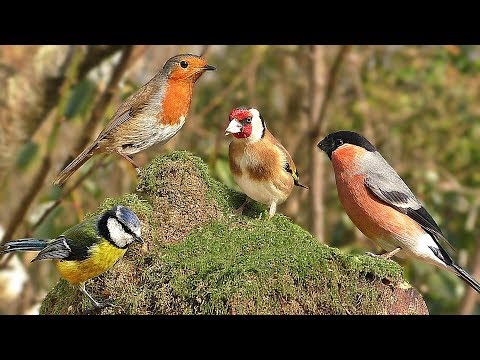 TV for Dogs :  Summer Birds Spectacular - Videos to Calm Your Dog