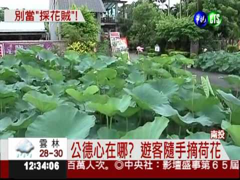 遊客賞花隨手摘 荷花池光禿一片