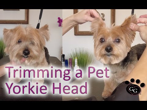 Grooming a Pet Yorkie Head (with Tipped Ears) - Yorkshire Terrier Pet Grooming - Gina's Grooming
