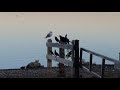 Feed The Ring Billed Gulls 5
