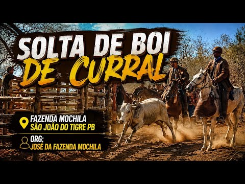 SOLTA DE BOI DE CURRAL NA FAZENDA MOCHILA SÃO JOÃO DO TIGRE PB ORG: JOSE 