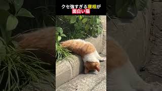 猫の変な寝相#にゃんこ  #猫との暮らし #ペット動画 #癒し動物 #もふもふ猫 #かわいい猫