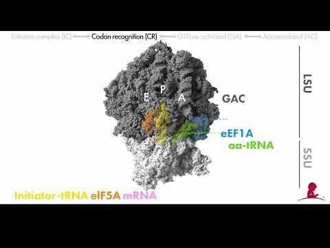 St. Jude Research Reveals Differences in Ribosome Decoding