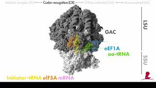 St. Jude Research Reveals Differences in Ribosome Decoding