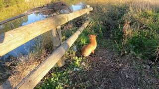 Fishing with a FOX! Part 5