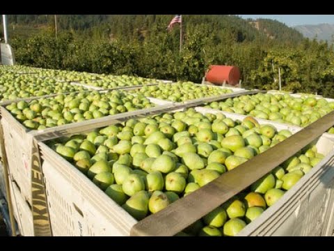 perfect pears Cultivation Technology -pears planting and harvesting