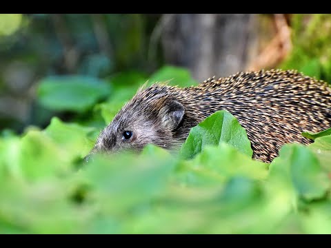 Der Igel   | Infos über den Igel |