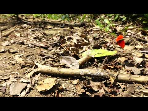 ヒイロタテハの飛翔