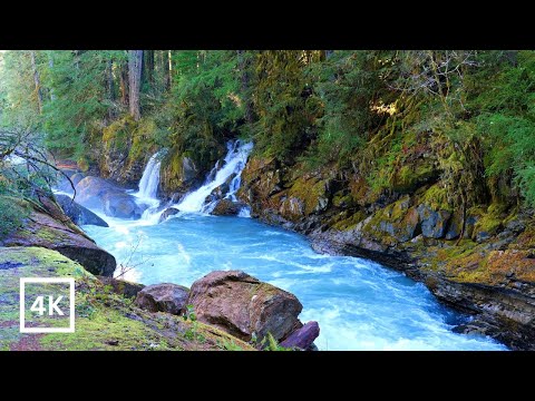 4K Quinault Rainforest | Olympic National Park | Forest River Nature Sounds for Study & Meditation