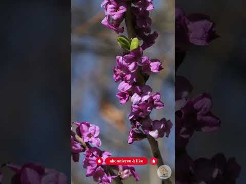 5 Giftpflanzen im Naturgarten, die du kennen musst (Bonus am Ende) - Gartenexpedition #shorts