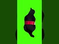 Cola Cat Meme Green Screen