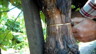 Process of Girdling.wmv