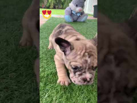 For info visit us www.bulldogs4ever.com For Revews check our Facebook bulldogs4ever 3052154477 Emma