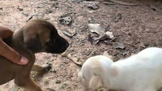 #doglife #dogs #beautifuldogs #amazingdogs #shortvideo #cutedogs #funnyanimal #funnydogs #animals