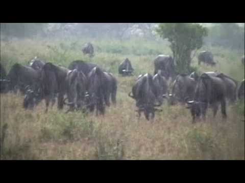Wildebeest in the Rain