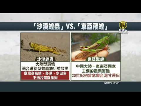 東亞飛蝗