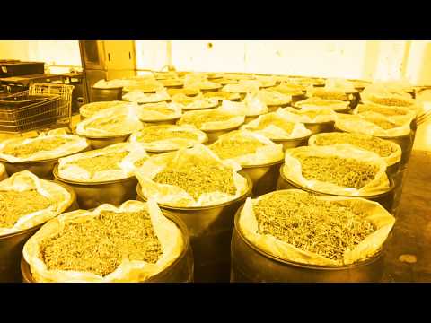 Botanical Extraction