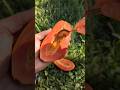Papaya Red Lady video