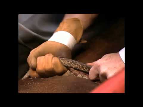 Wild Man bucks Randy Thornton - 94 PBR Finals