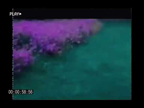 Purple - pGb x Wink (Official Purple)