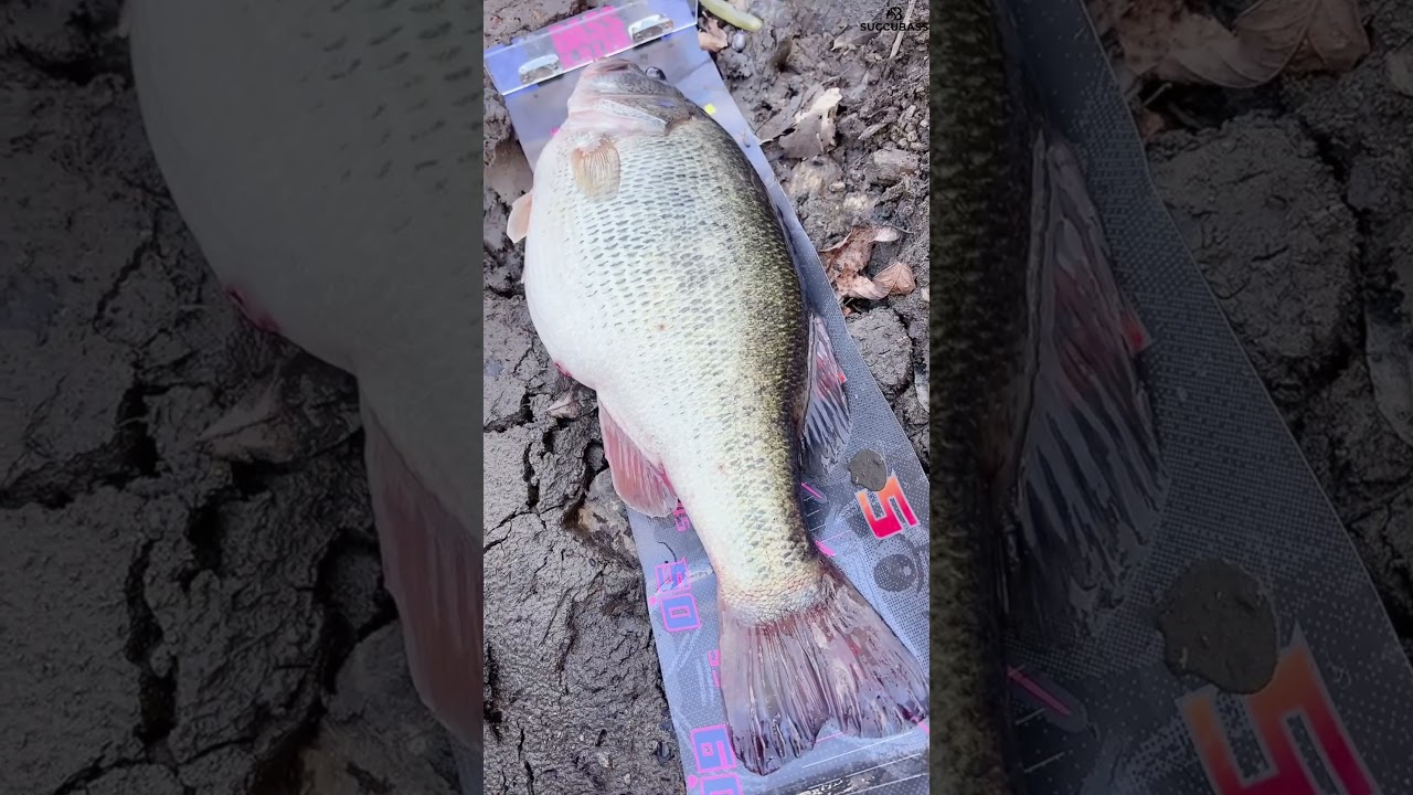 超極太ブラックバス2026記録魚モンスター降臨☆ #バス釣り