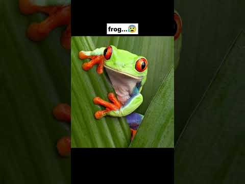 Skinwalker disguised as animals PRT-13 ☢️ #scary #horrorshorts #shorts