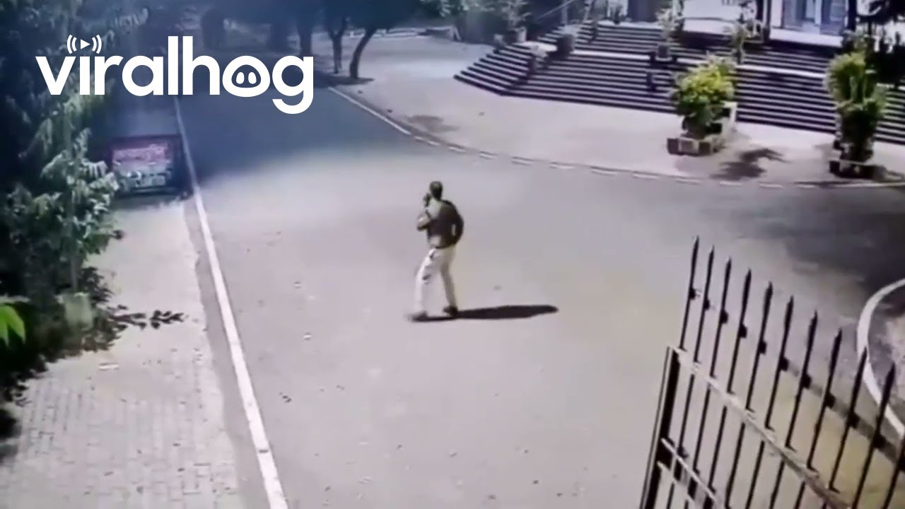 Security Camera Captures Elephant Strolling Down Street || ViralHog