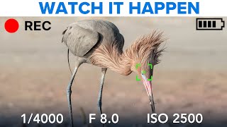 Real-Time Shooting + Editing (How I Got This Bird Photo)