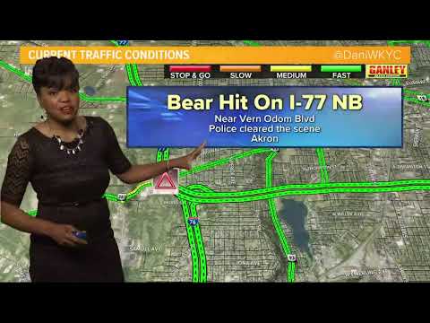 Driver hits bear on I-77 in Akron