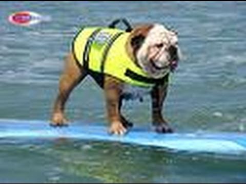 Best of 2010 Helen Woodward Surf Dog Surfing Contest