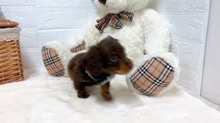 ミニチュアダックスの動画01