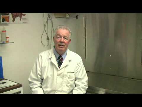 How to Treat Leg Injuries in Dogs