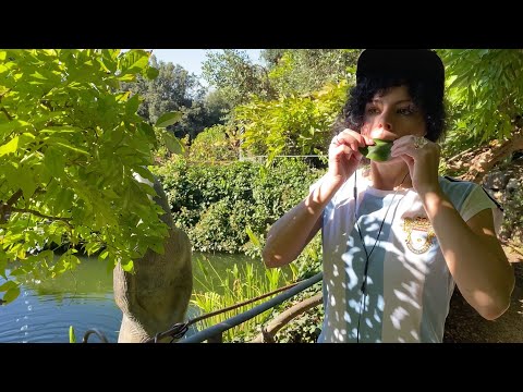 Lemon 🍋 leaf 🍃