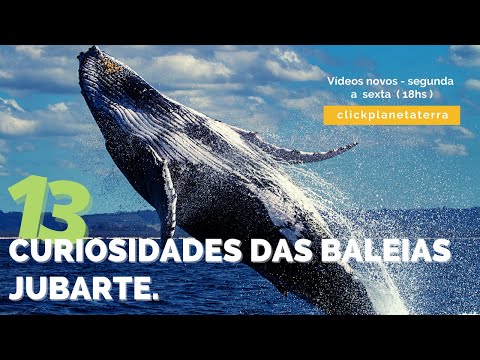 CURIOSIDADES DAS BALEIAS JUBARTE [ você sabia?]