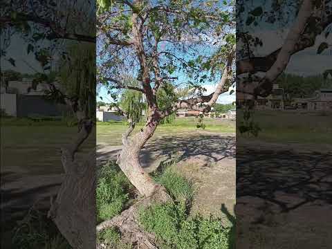 MUSICA DEL RECUERDO TUNUYAN MENDOZA ARGENTINA
