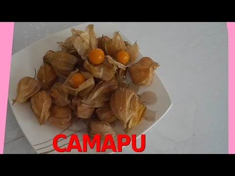 download lagu mp3 mp4 Camapu, download lagu Camapu gratis, unduh video klip Camapu